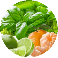 AMBER GROVE - Basil Lime and Mandarin Fragrance 