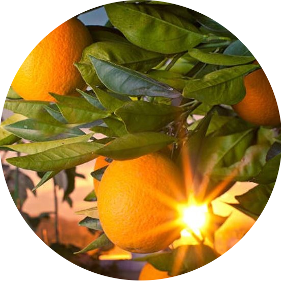 AMBER GROVE - Citrus Sunrise Fragrance