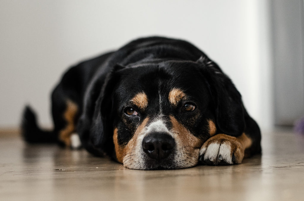 Dog lovers are wonderful people and deserve wonderful gifts - Photo by Dominik QN on Unsplash
