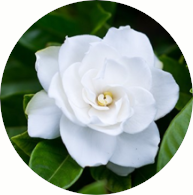 AMBER GROVE - Gardenia Fragrance