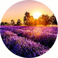 AMBER GROVE - Lavender Fields Collection