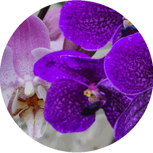 AMBER GROVE - Lilac and Orchid Fragrance